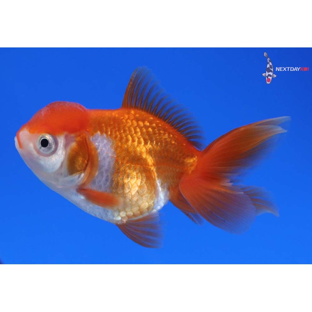 3.5” Imported Red and White Oranda
