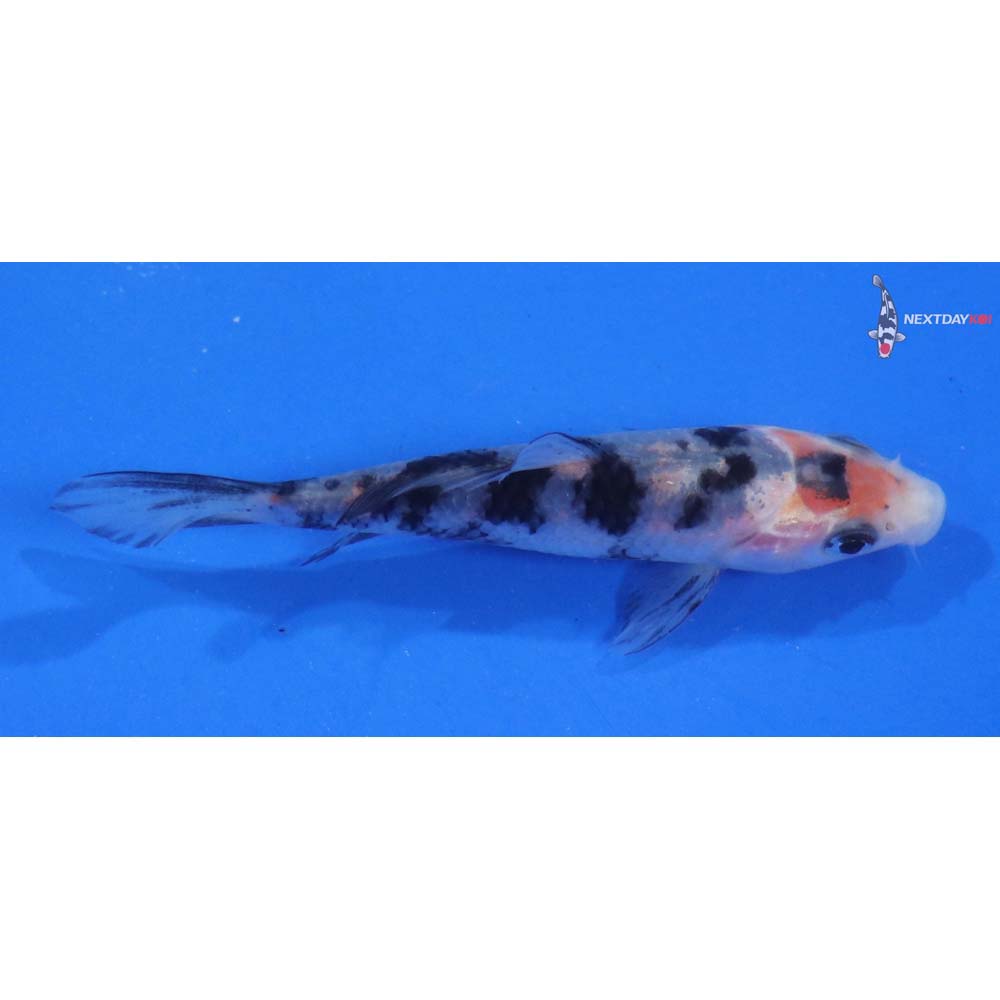 3.5” Imported Sanke