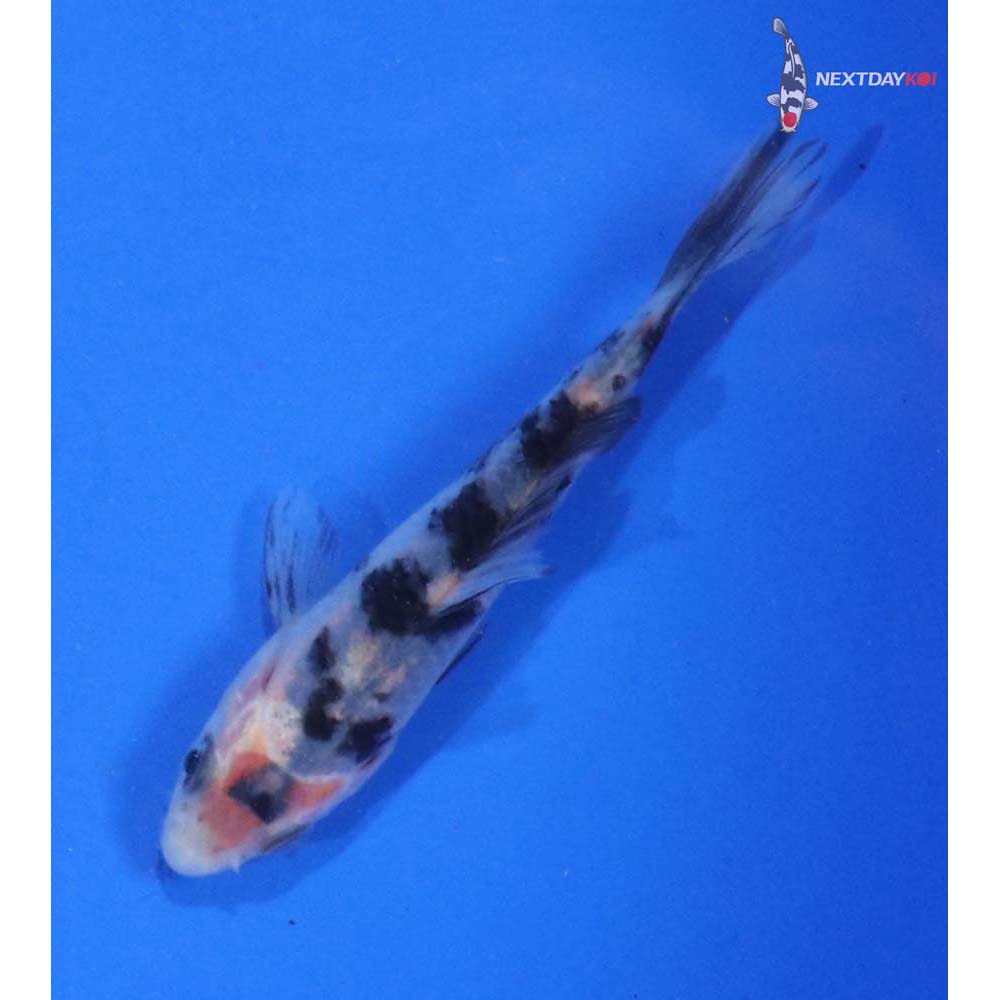 3.5” Imported Sanke