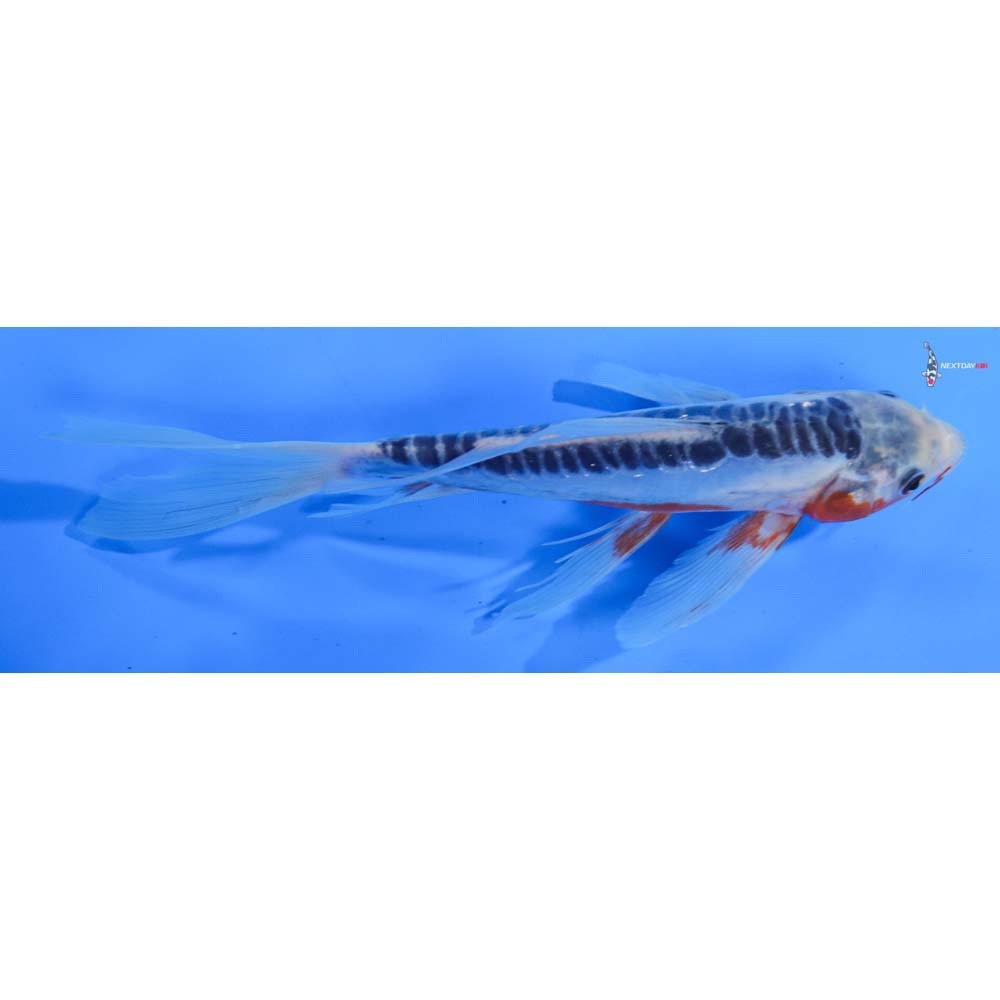 8” Imported Shusui Butterfly Koi