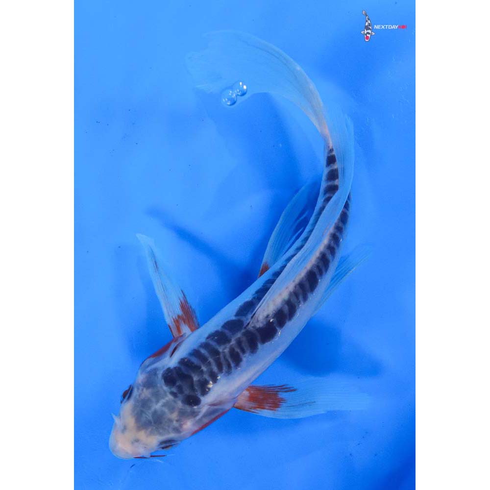 8” Imported Shusui Butterfly Koi