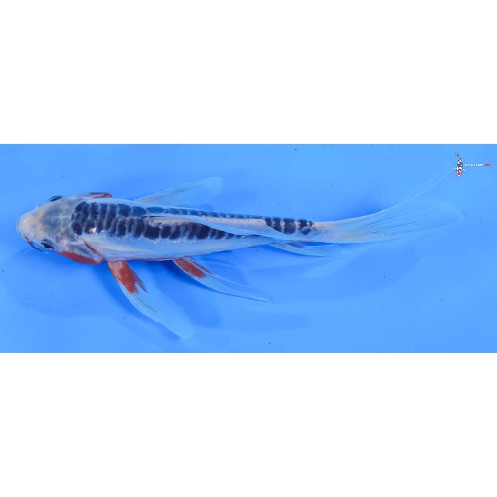 8” Imported Shusui Butterfly Koi