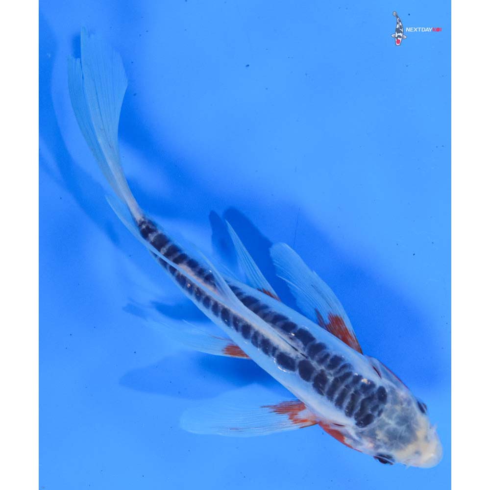8” Imported Shusui Butterfly Koi