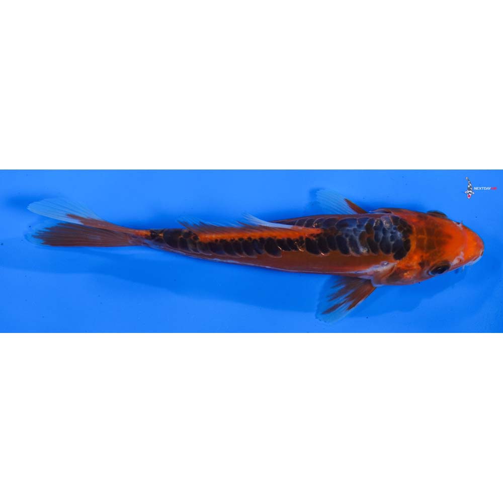 6.5” Imported Hana Shusui