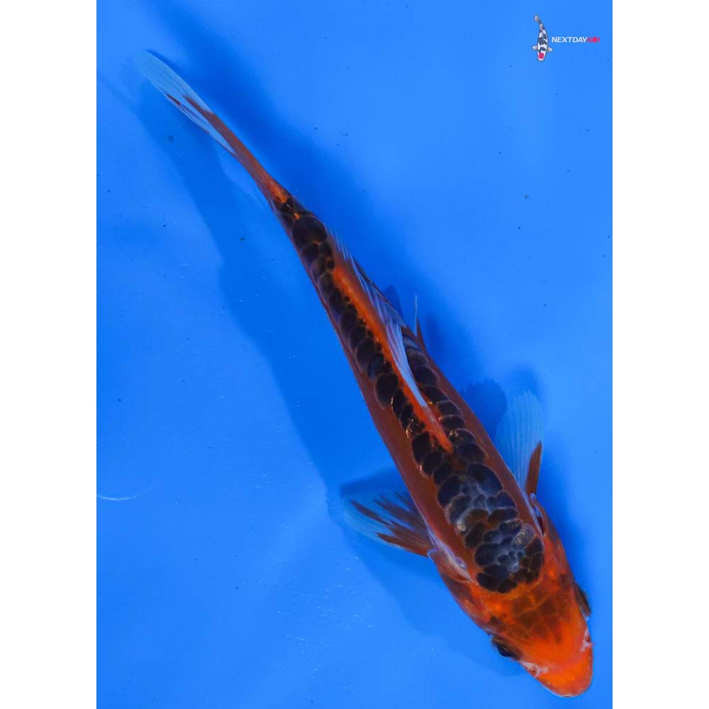 6.5” Imported Hana Shusui