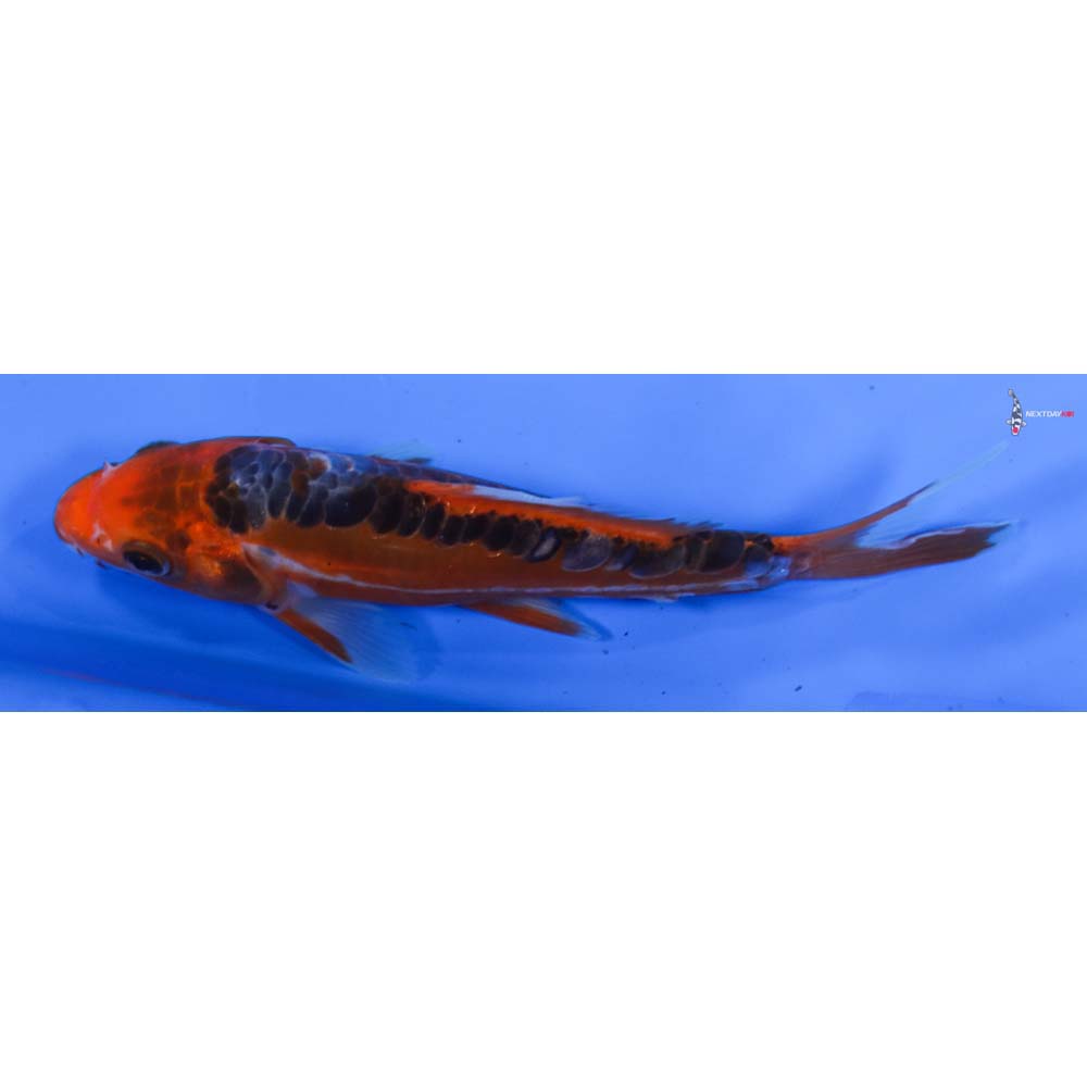 6.5” Imported Hana Shusui