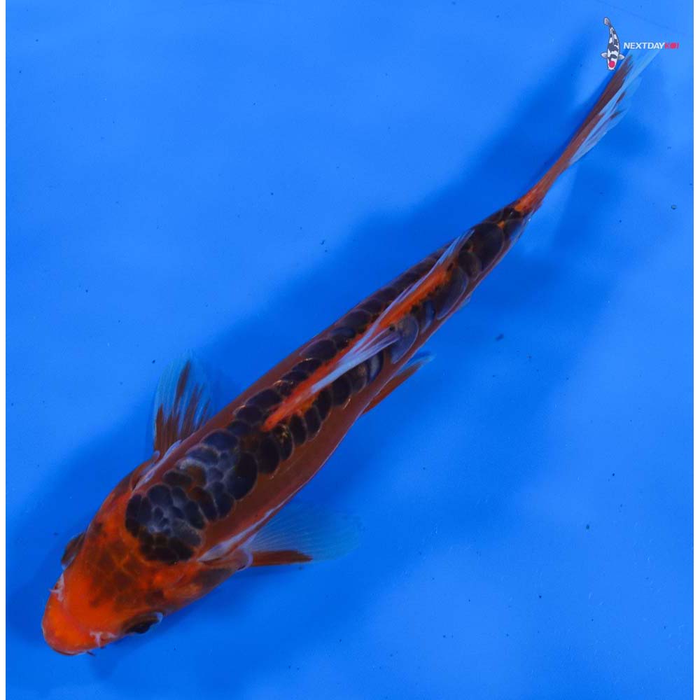 6.5” Imported Hana Shusui