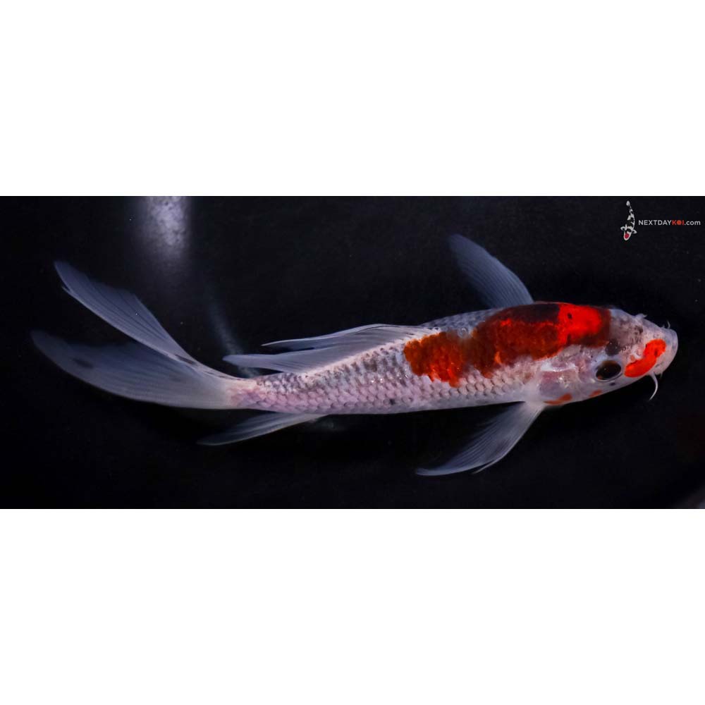 7” Imported Goshiki Butterfly Koi