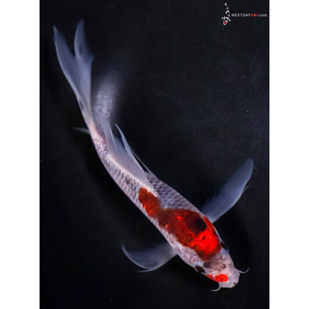 7” Imported Goshiki Butterfly Koi