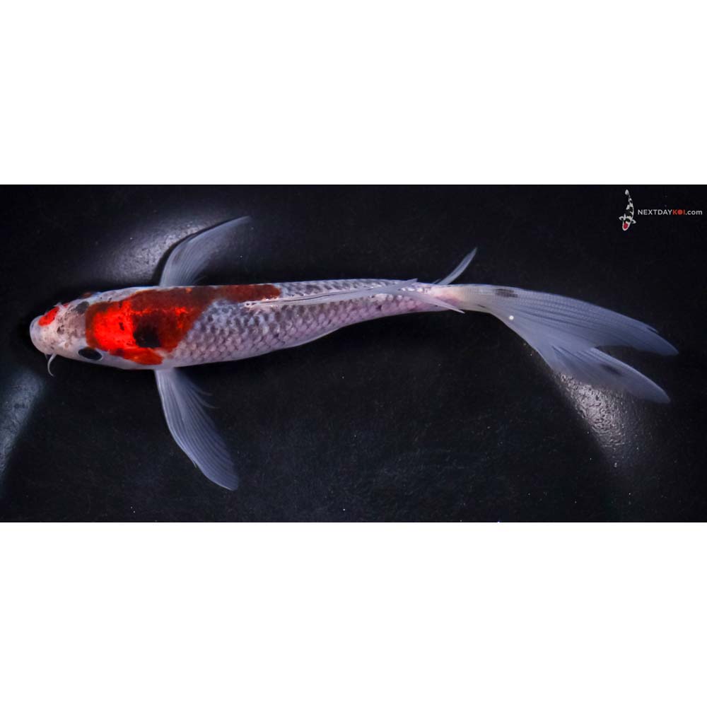 7” Imported Goshiki Butterfly Koi