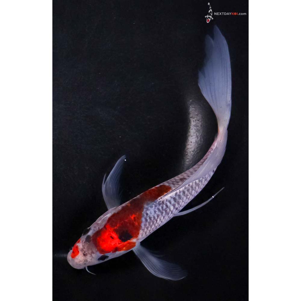 7” Imported Goshiki Butterfly Koi
