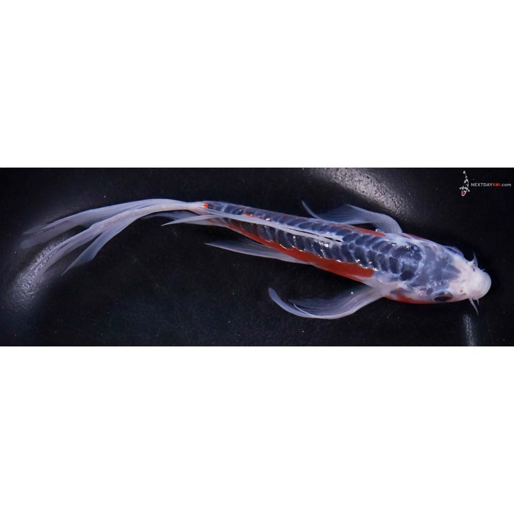 7” Imported Shusui Butterfly Koi