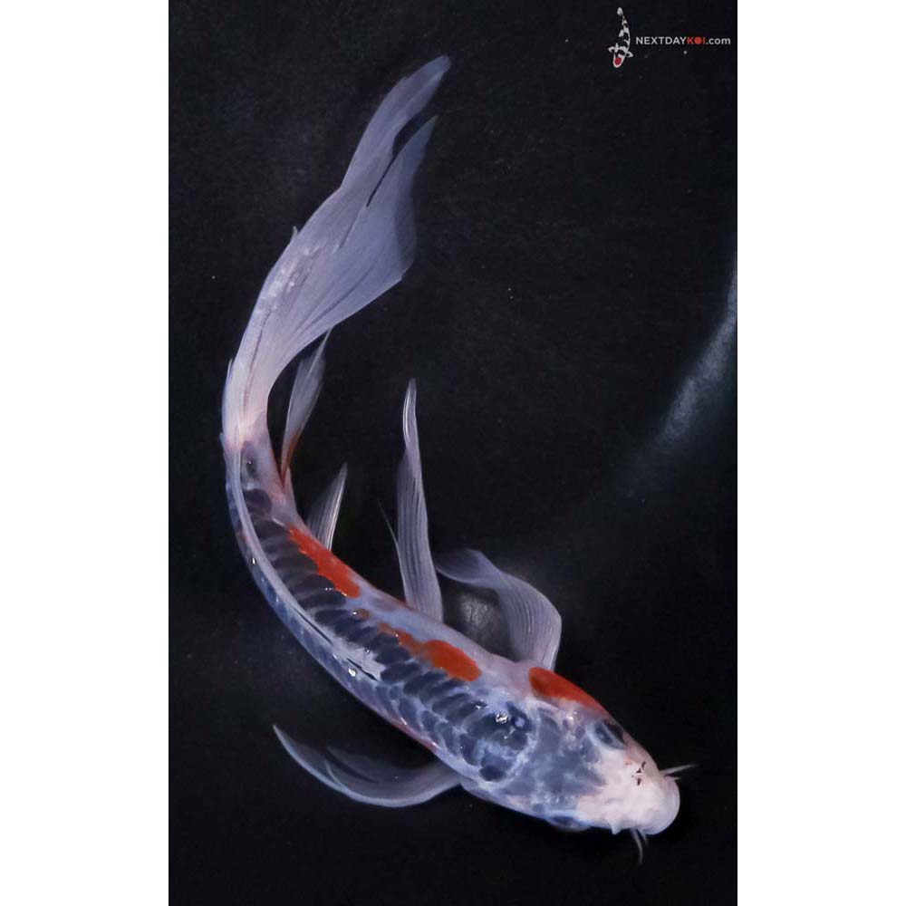 7” Imported Shusui Butterfly Koi
