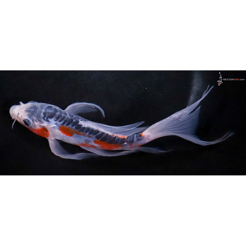 7” Imported Shusui Butterfly Koi