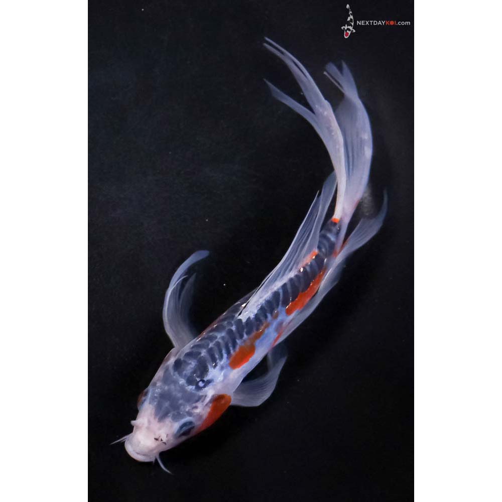 7” Imported Shusui Butterfly Koi