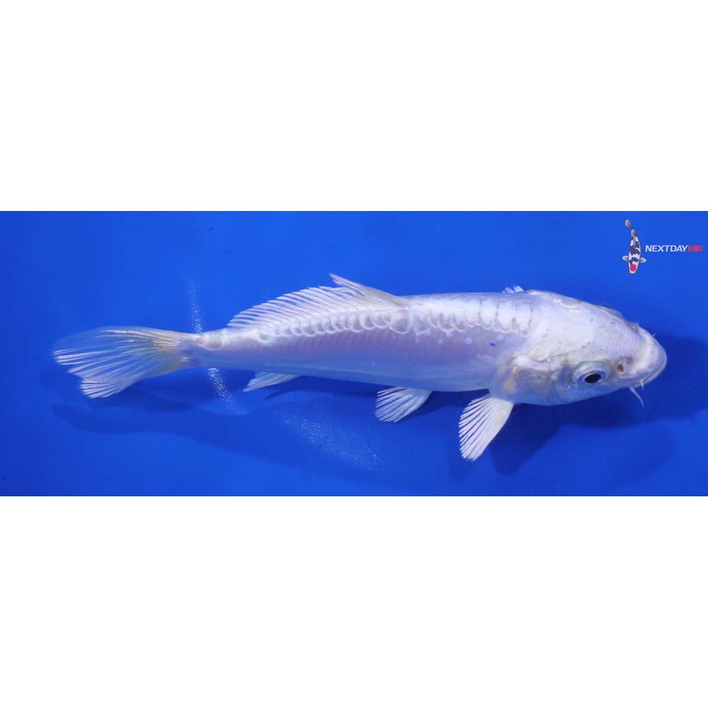 6” Imported Doitsu Platinum Ogon