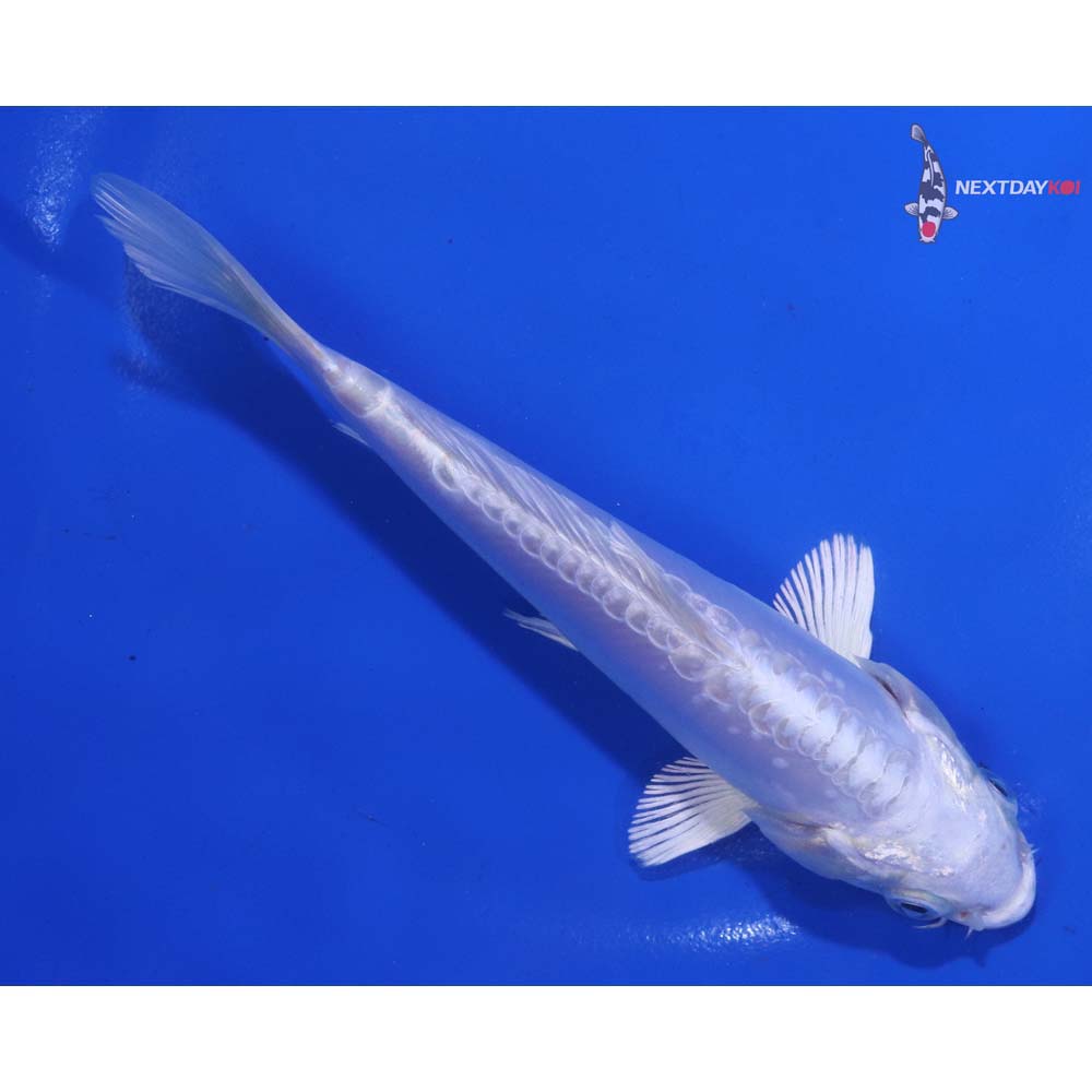6” Imported Doitsu Platinum Ogon