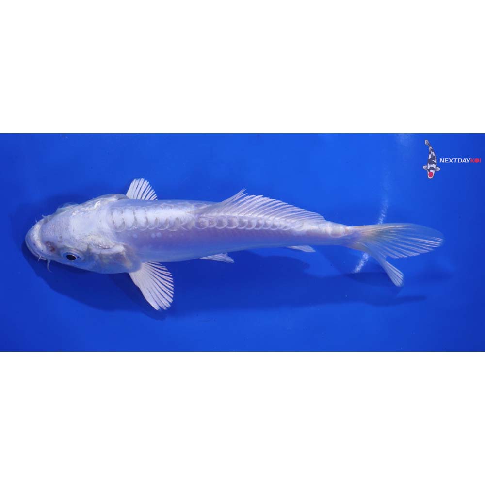 6” Imported Doitsu Platinum Ogon