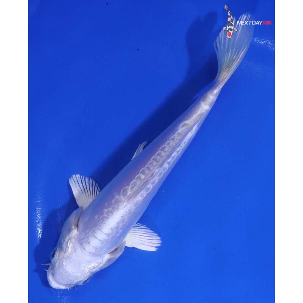 6” Imported Doitsu Platinum Ogon