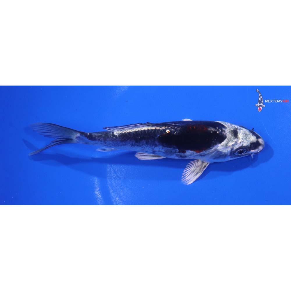 6” Imported Kin Kikokuryu