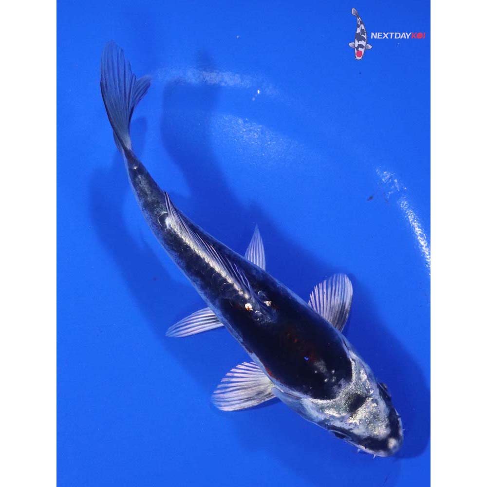 6” Imported Kin Kikokuryu