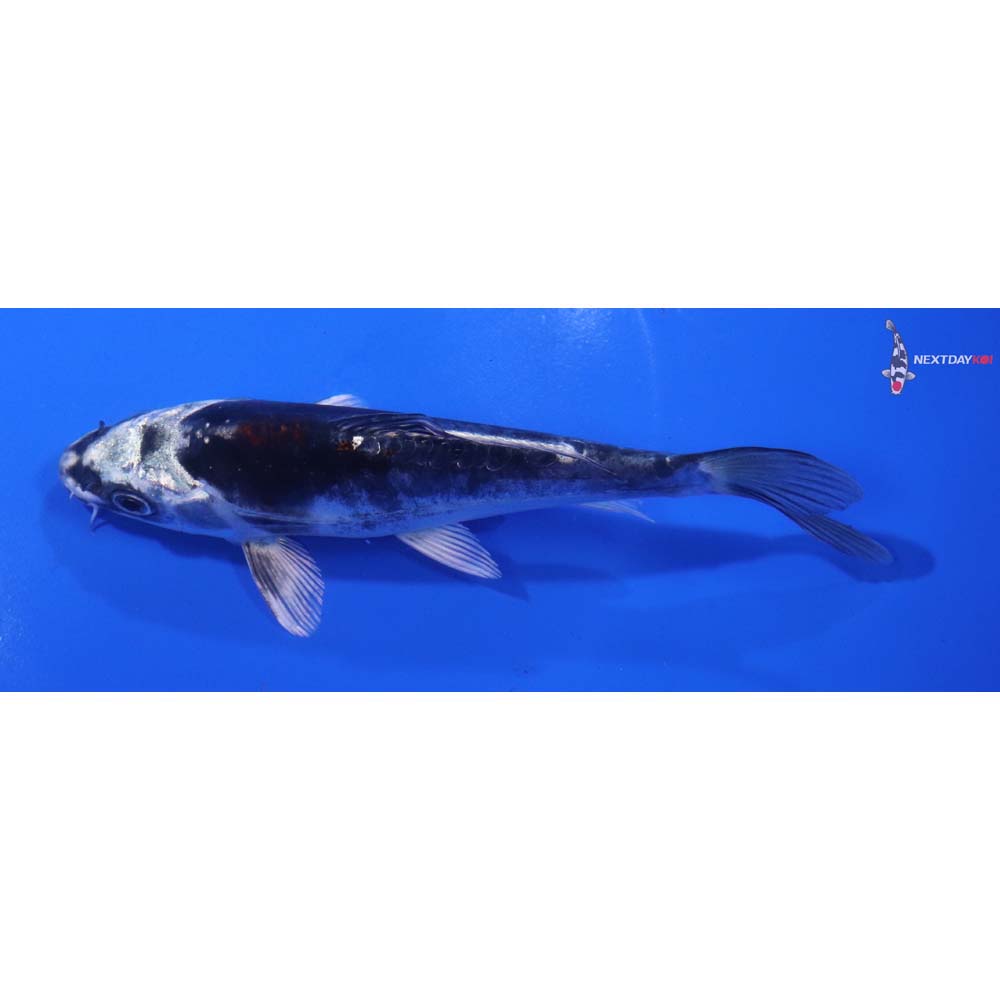 6” Imported Kin Kikokuryu