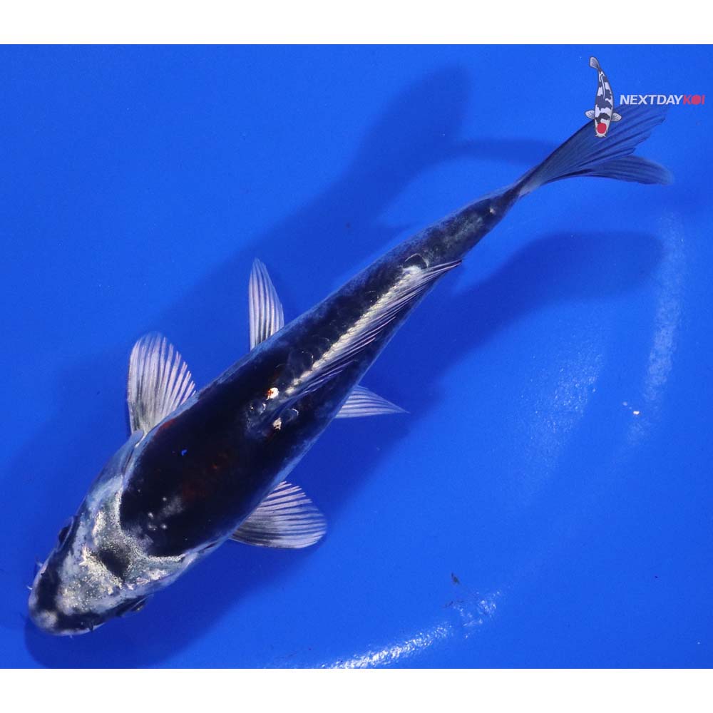 6” Imported Kin Kikokuryu