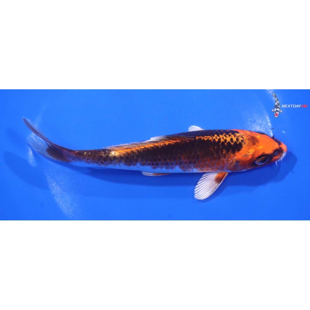 6.5” Imported Kujaku