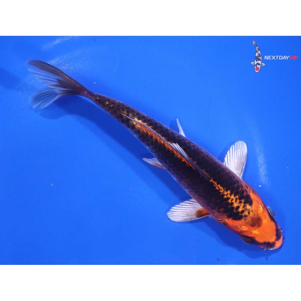 6.5” Imported Kujaku