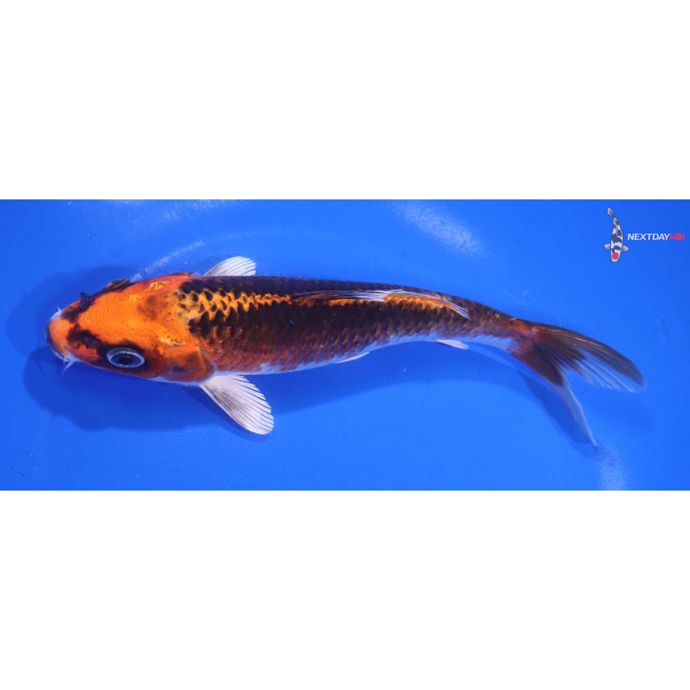 6.5” Imported Kujaku