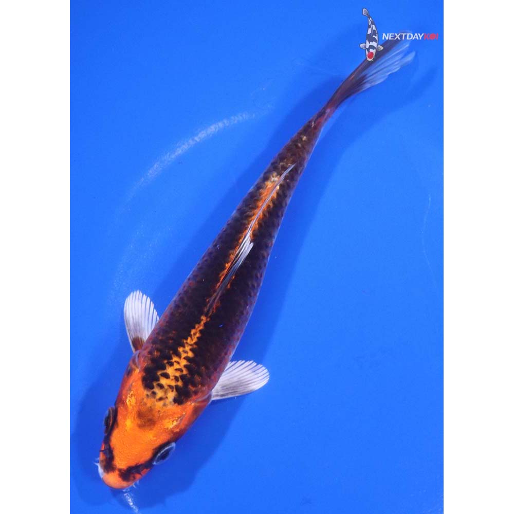 6.5” Imported Kujaku