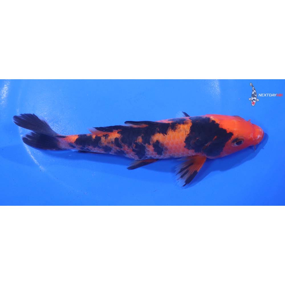6.5” Imported Aka Bekko
