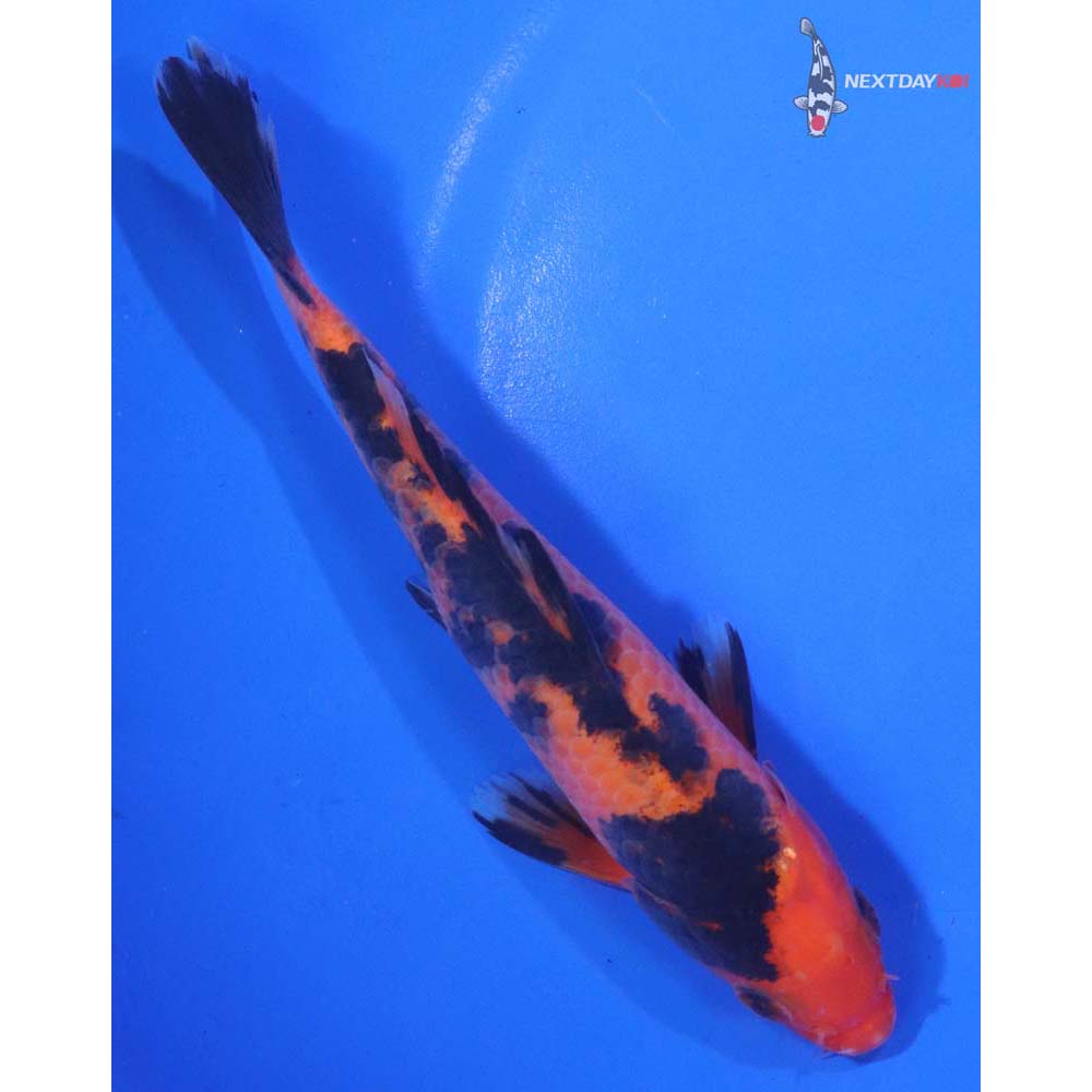 6.5” Imported Aka Bekko