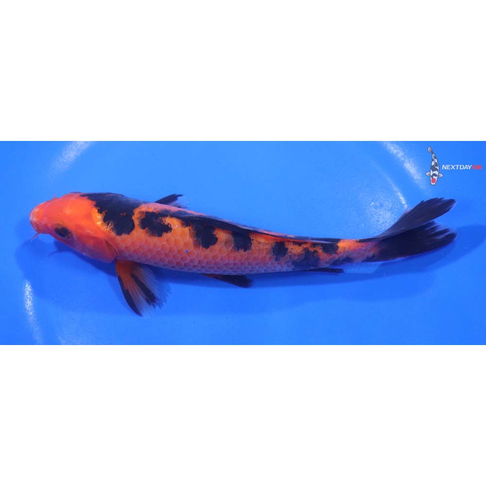 6.5” Imported Aka Bekko