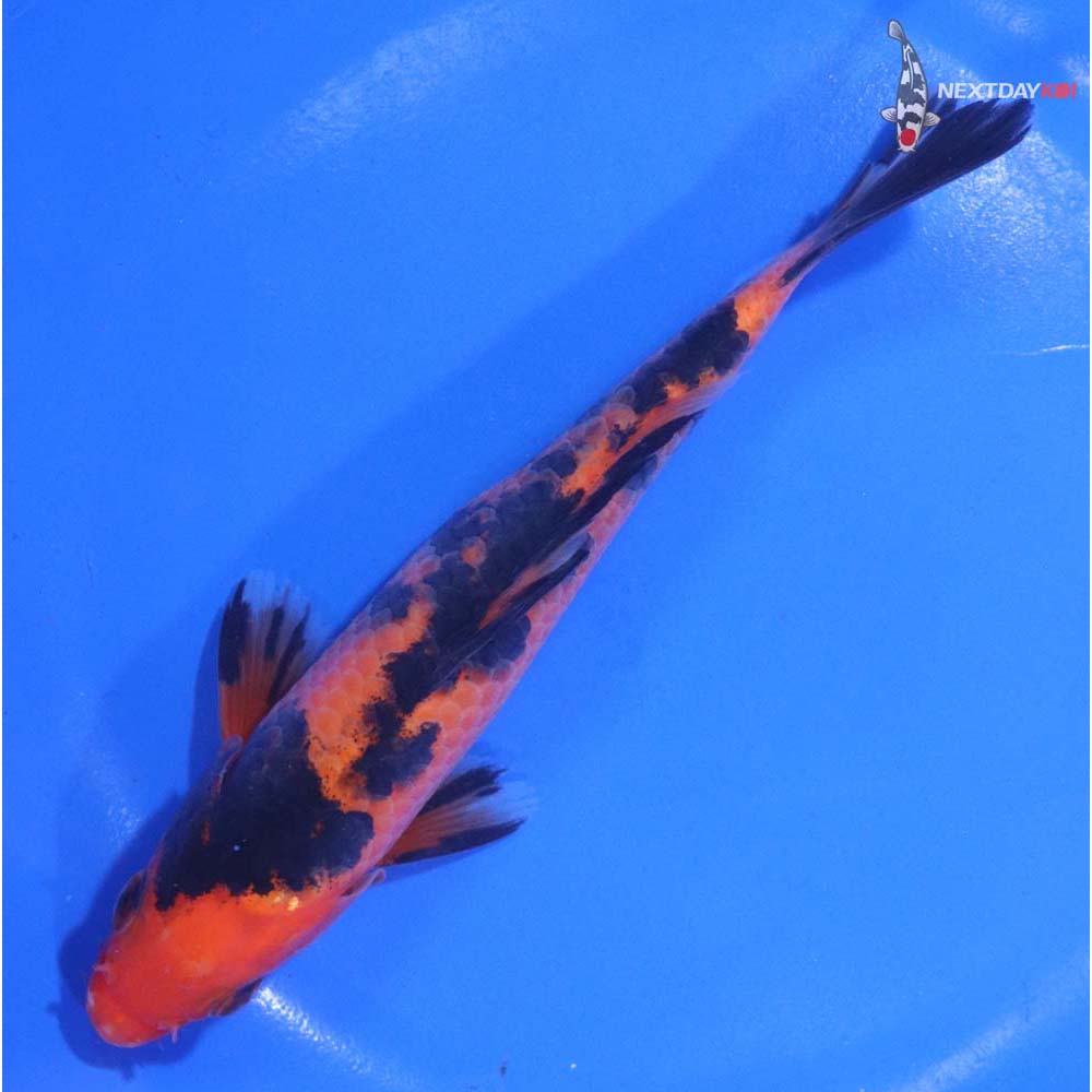 6.5” Imported Aka Bekko