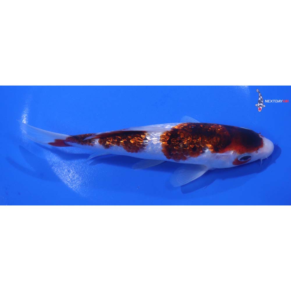 6.5” Imported Gin Rin Goromo
