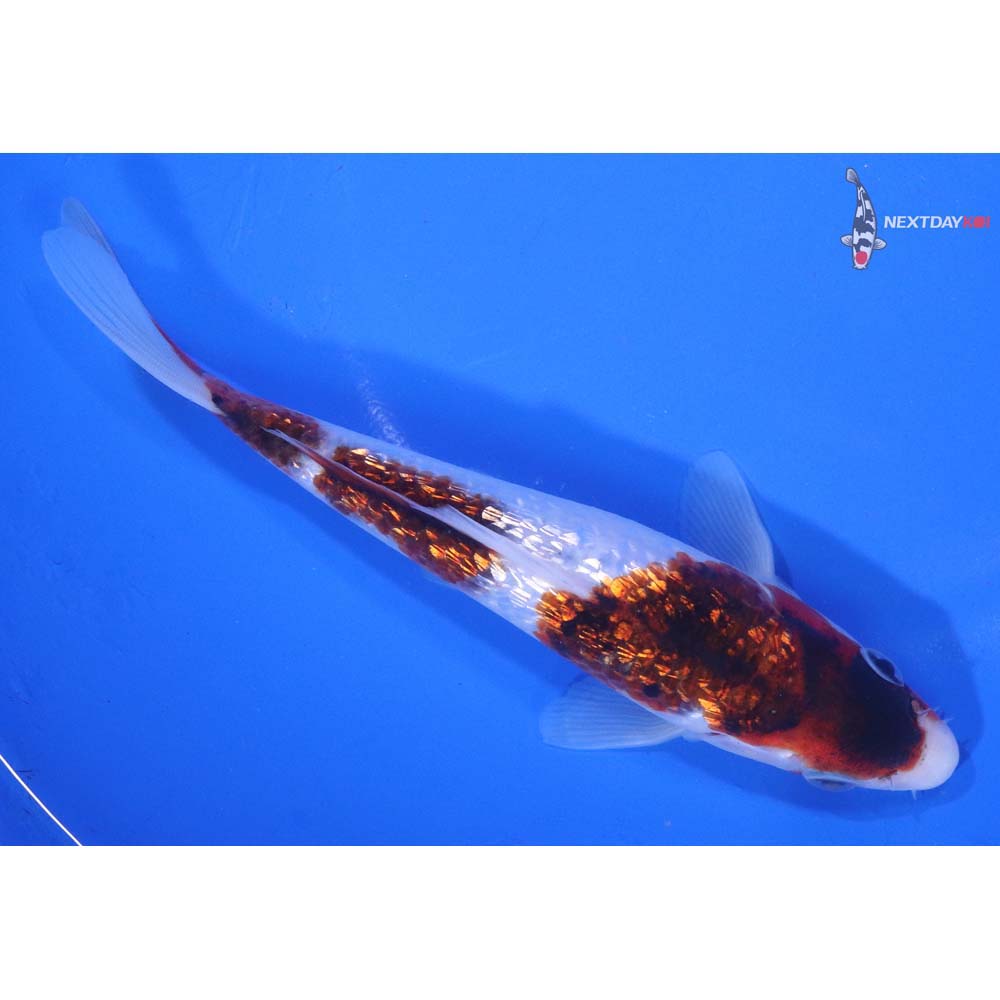 6.5” Imported Gin Rin Goromo