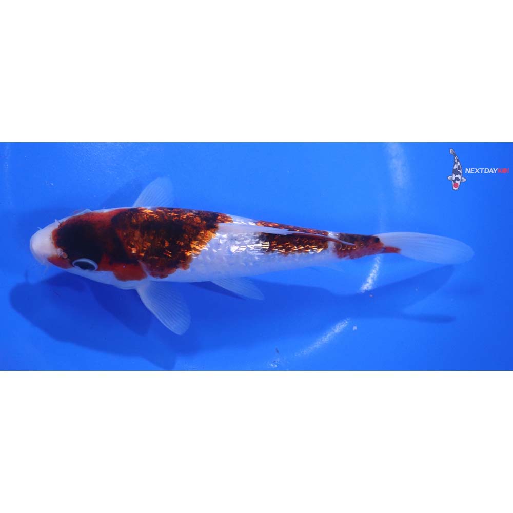 6.5” Imported Gin Rin Goromo
