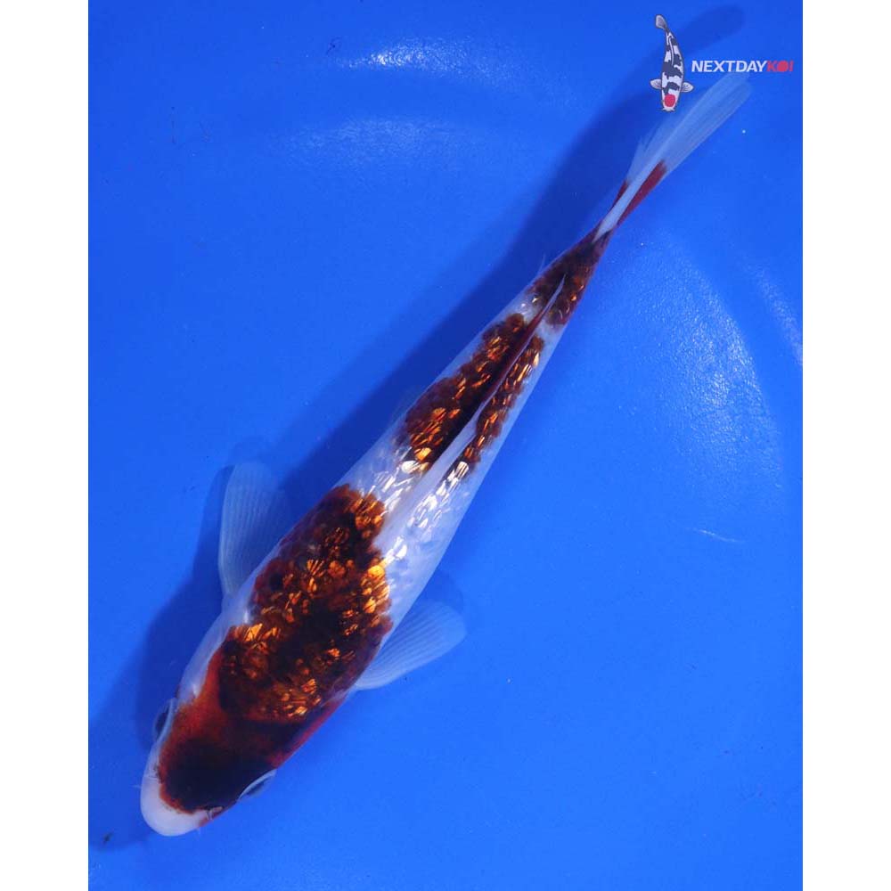 6.5” Imported Gin Rin Goromo