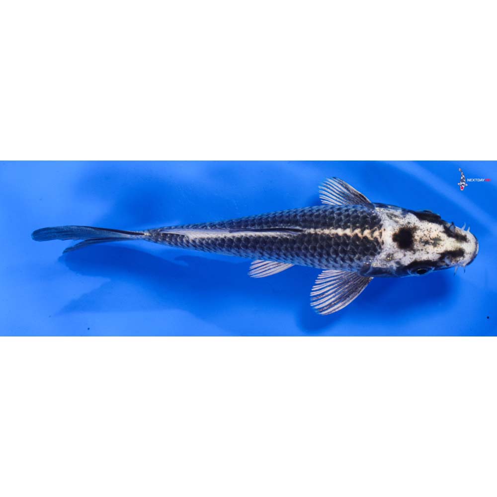 6” Imported Gin Matsuba
