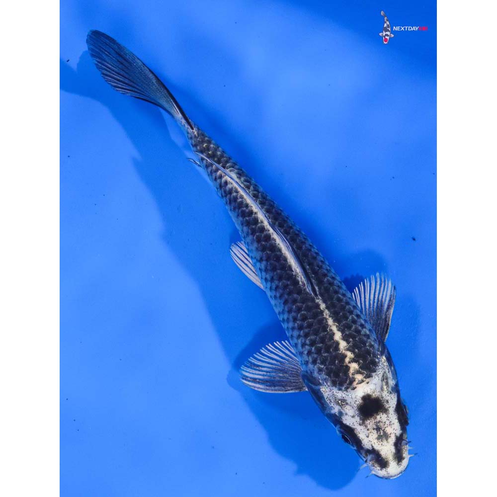 6” Imported Gin Matsuba