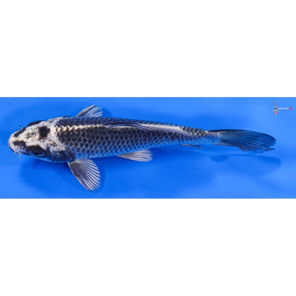 6” Imported Gin Matsuba
