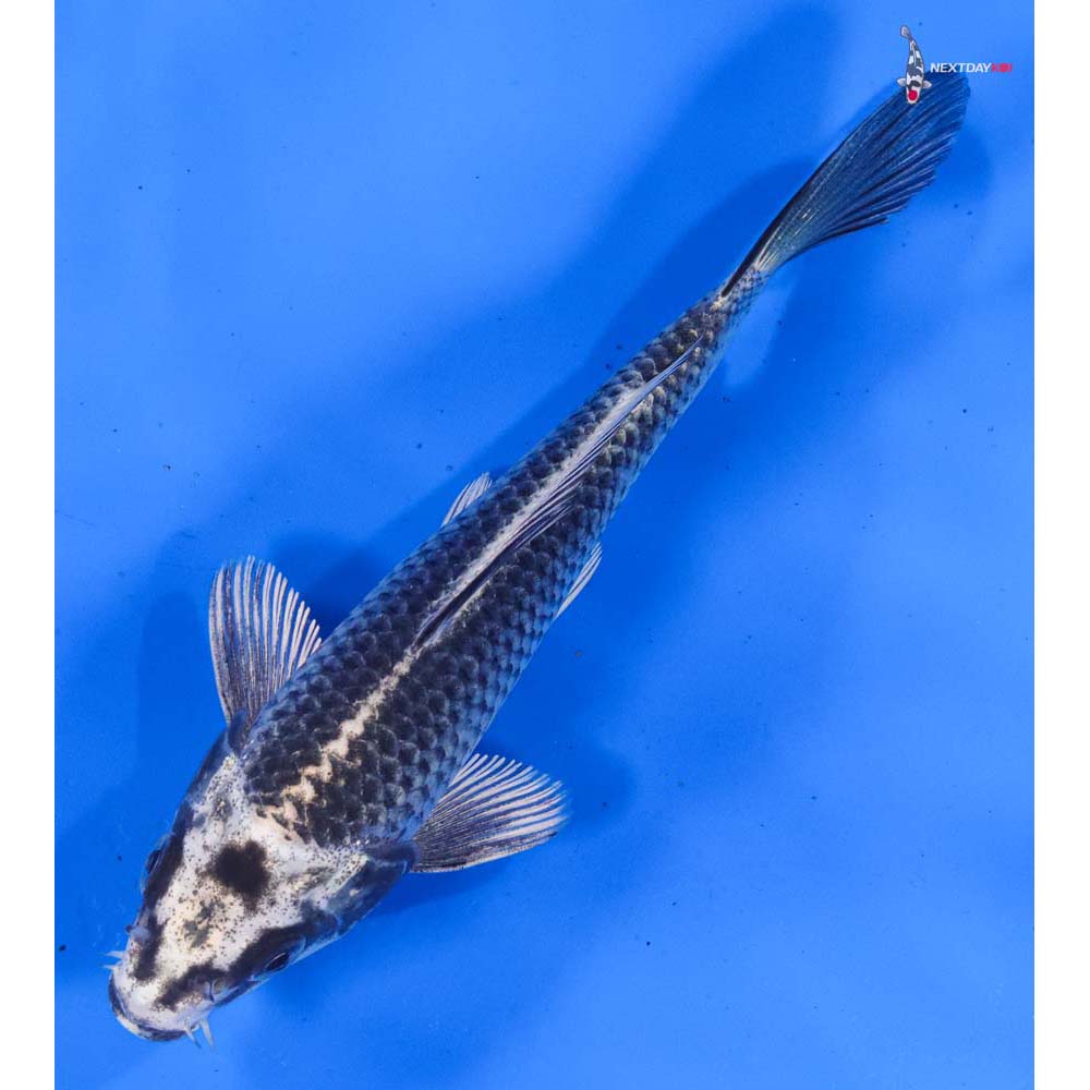 6” Imported Gin Matsuba