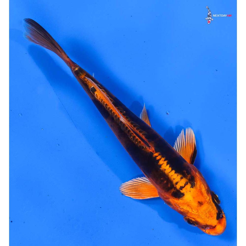 6.5” Imported Kin Kikokuryu