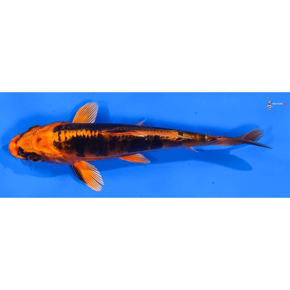 6.5” Imported Kin Kikokuryu