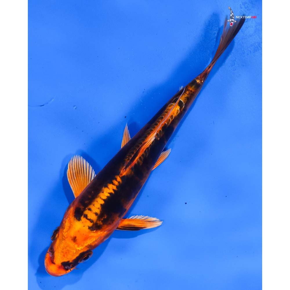 6.5” Imported Kin Kikokuryu