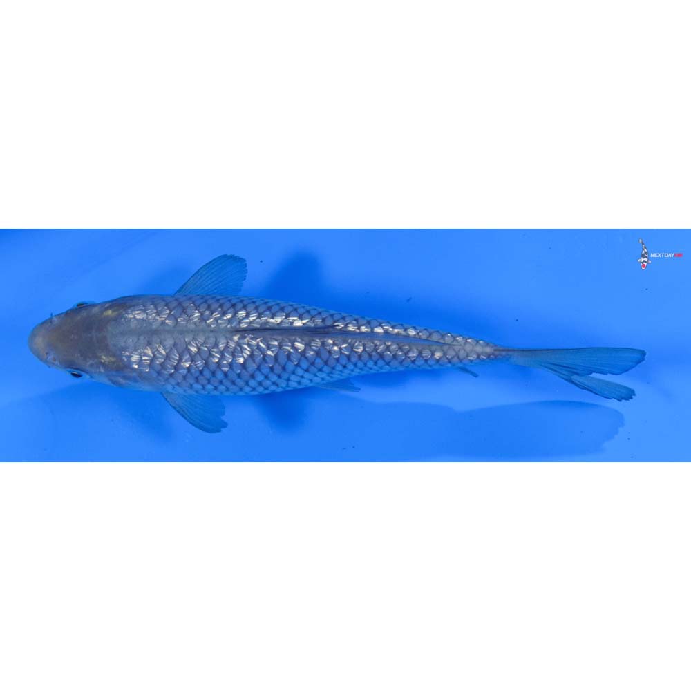 6” Imported Gin Rin Soragoi