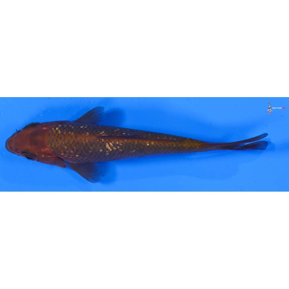 4” Imported Gin Rin Chagoi