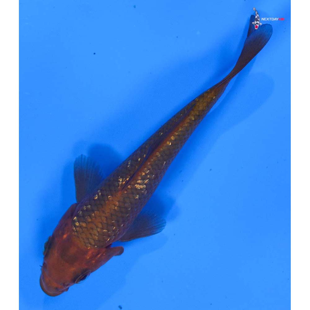 4” Imported Gin Rin Chagoi