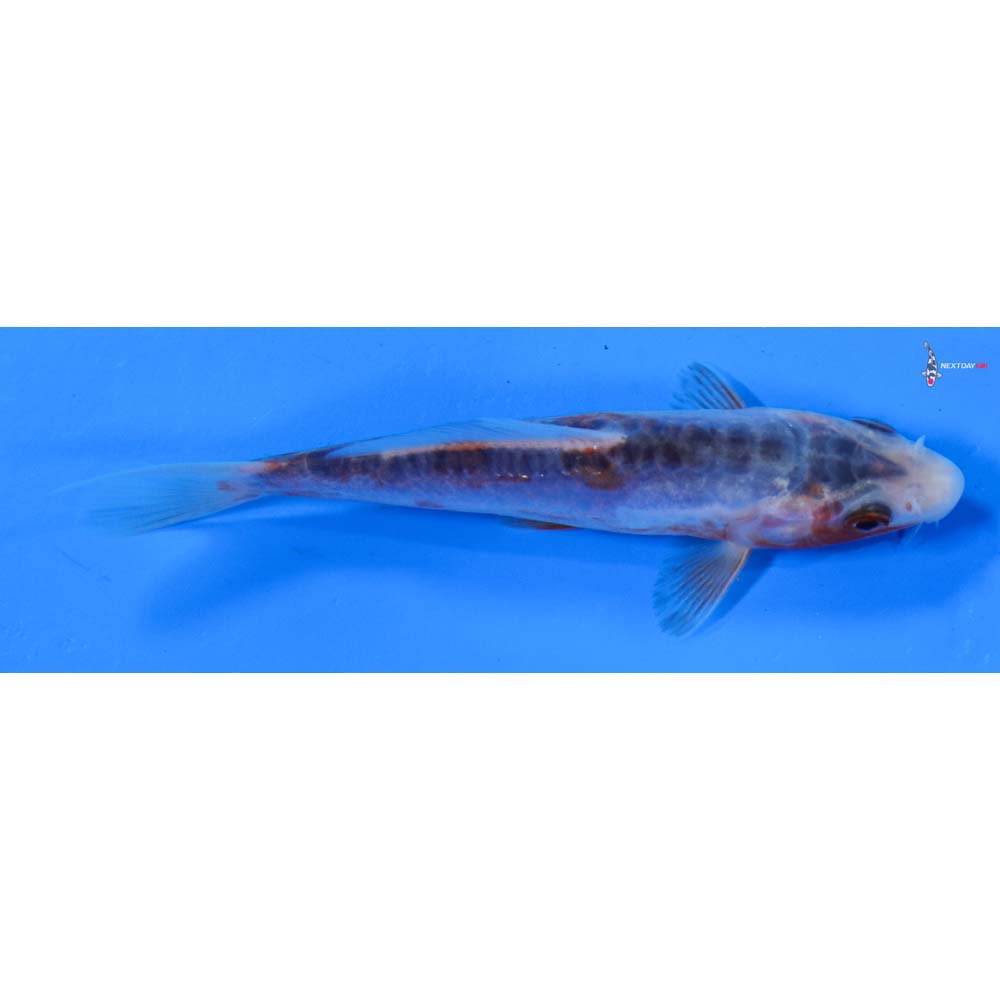 4” Imported Shusui